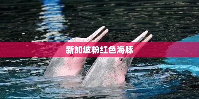 新加坡粉红色海豚